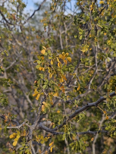 Ebenopsis confinis, photograph 3