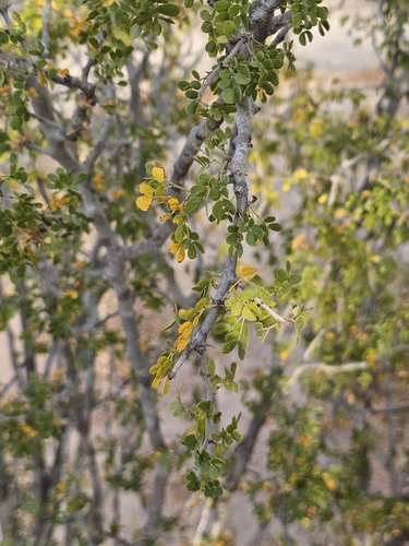 Ebenopsis confinis, photograph 4