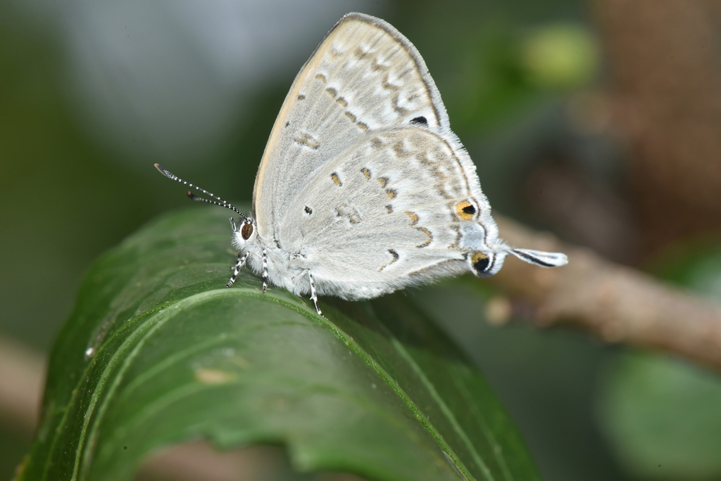 Madagascar Black-eye