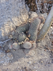 Cochemiea armillata