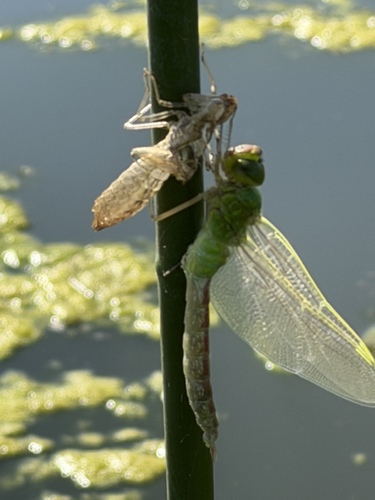 Oriental Lesser Emperor