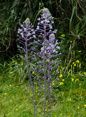 Scilla hyacinthoides