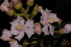 Miconia jaliscana