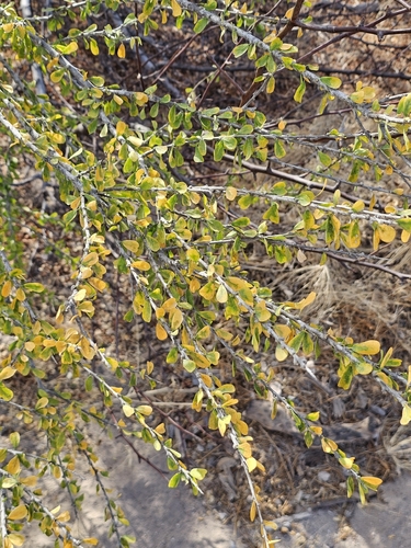 Adelia brandegeei, photograph 5