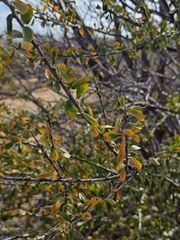 Adelia brandegeei, photograph (c) Erick Vélez Sánchez, some rights reserved (CC BY)