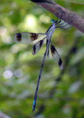 Orolestes octomaculatus