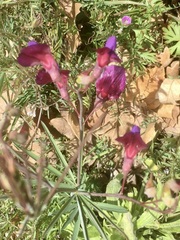 Lathyrus digitatus