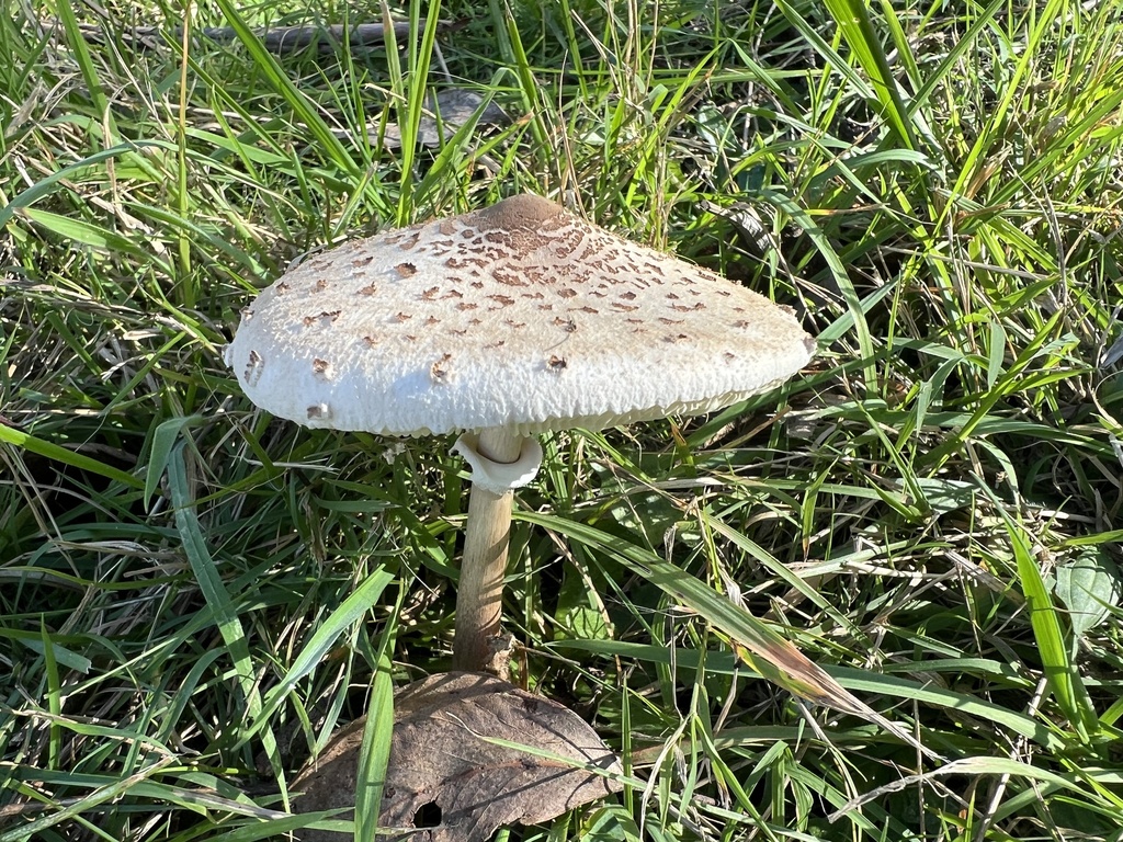 Macrolepiota clelandii · May 2026 · photo: © kvainisi (iNaturalist, cc-by)