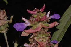 Salvia mexiae