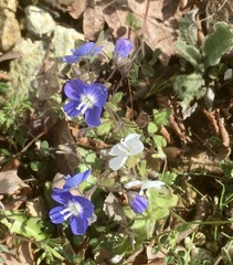 Veronica glauca