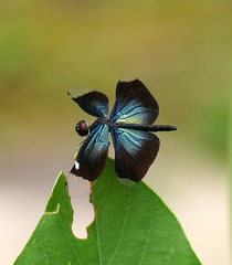 Rhyothemis plutonia