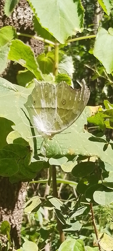 Common Mother-of-Pearl