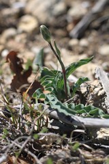 Takhtajaniantha crispa
