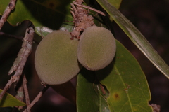 Tapura mexicana