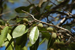 Tapura mexicana