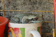 Trachycephalus typhonius