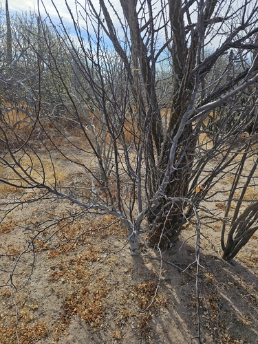 Bursera epinnata (Rose) Engl.