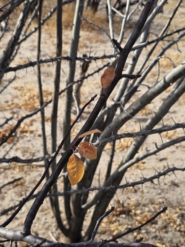 Bursera epinnata (Rose) Engl. 2
