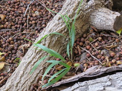 Ehrharta erecta erecta