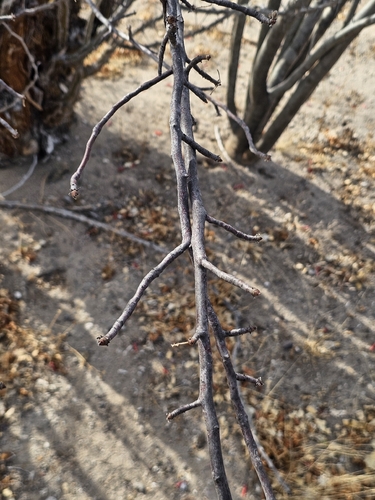 Bursera epinnata (Rose) Engl. 3