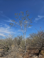 Lysiloma candidum, photograph (c) Erick Vélez Sánchez, some rights reserved (CC BY)