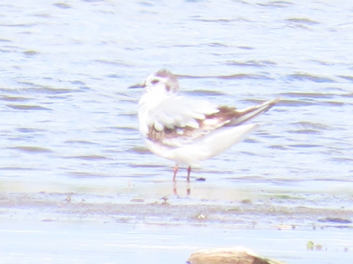 Mouette pygmée, jeune