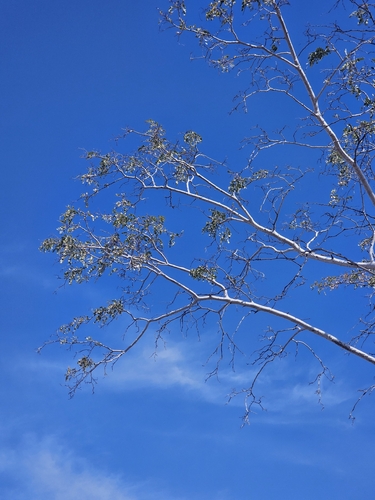 Lysiloma candidum, photograph 5