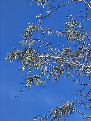 Lysiloma candidum, photograph 6