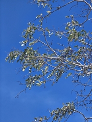 Lysiloma candidum, photograph (c) Erick Vélez Sánchez, some rights reserved (CC BY)