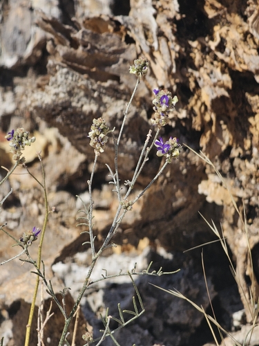 Psorothamnus emoryi, photograph 6