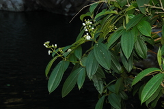 Miconia jaliscana