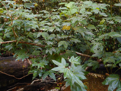 Acer campbellii