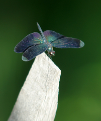 Rhyothemis plutonia
