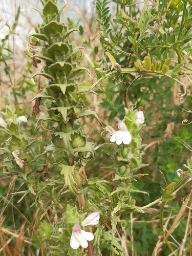 Mediterranean lineseed