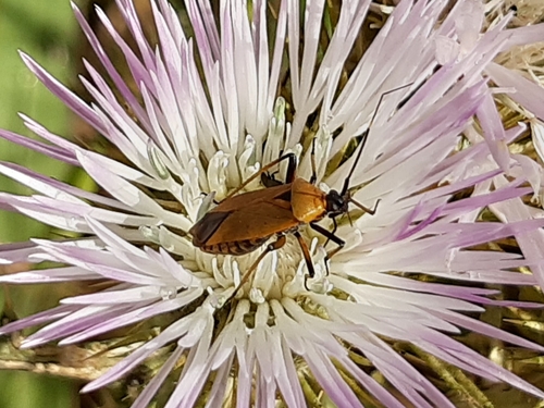 Calocoris nemoralis