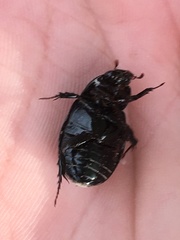 Dyscinetus morator
