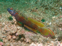 Amblyeleotris latifasciata
