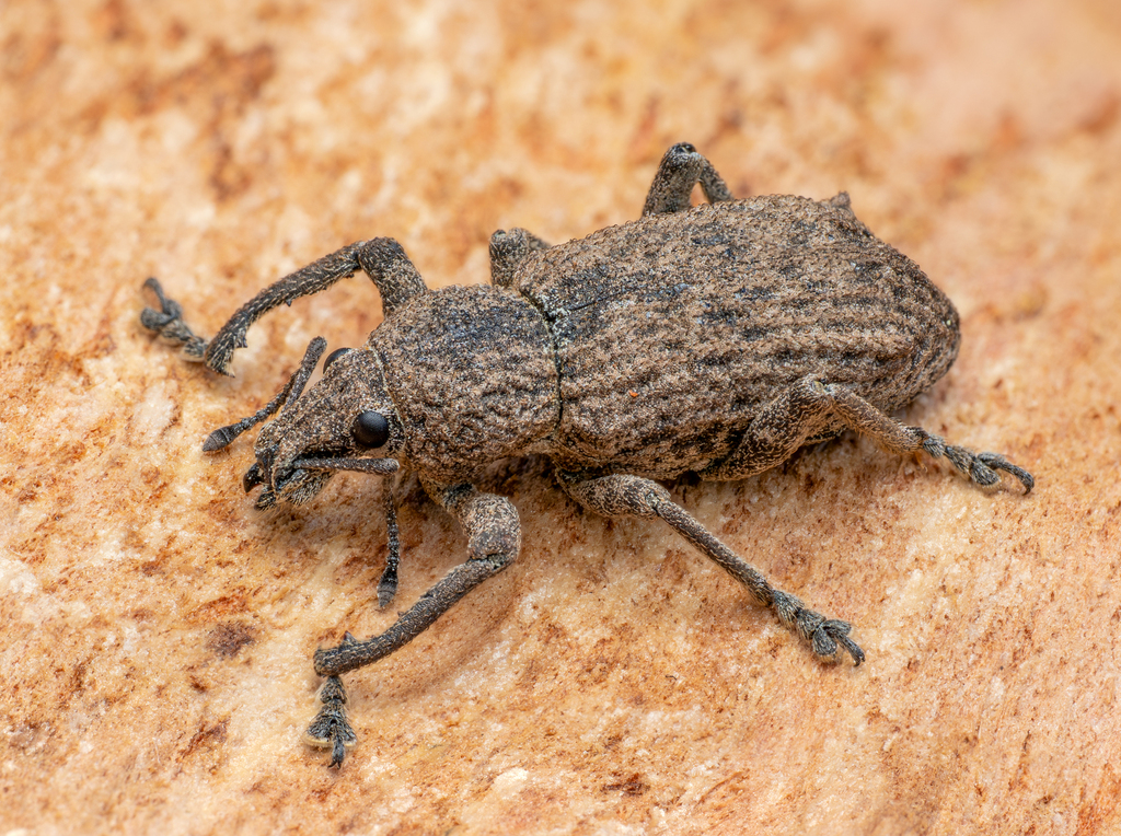 Prypnus tibialis