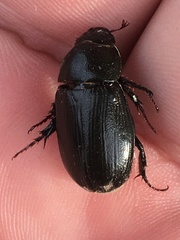 Dyscinetus morator