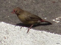 Lagonosticta senegala