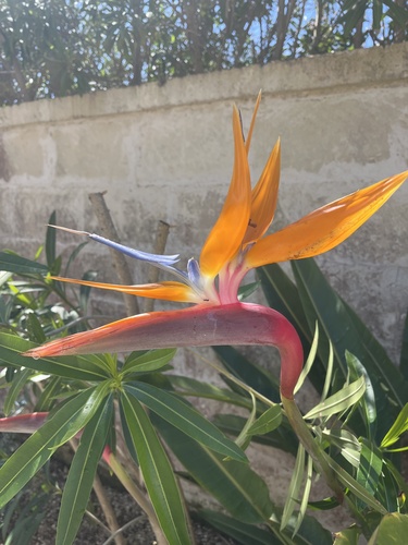 common bird-of-paradise flower