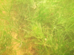 Charophyta