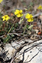 Helianthemum oelandicum orientale