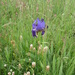 Iris marsica - Photo (c) Rino, some rights reserved (CC BY-NC), uploaded by Rino