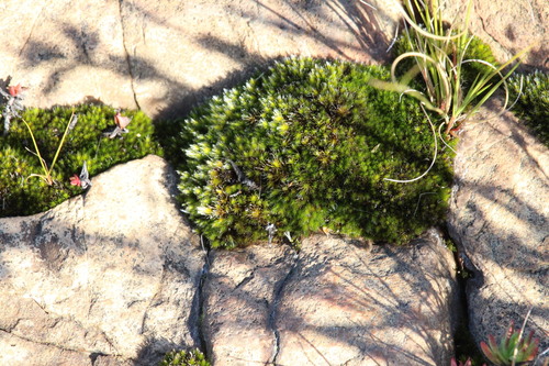 Campylopus pilifer observed 2026-05-15