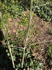 Erythrina ×sykesii