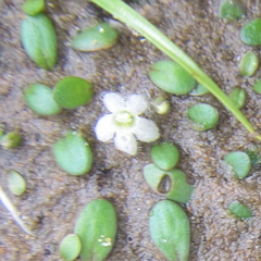 Glossostigma elatinoides