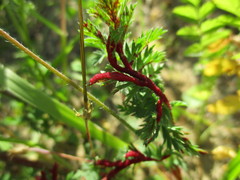 Synchytrium papillatum