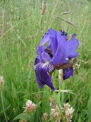 Iris marsica