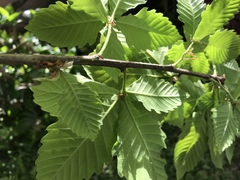 Quercus crispula